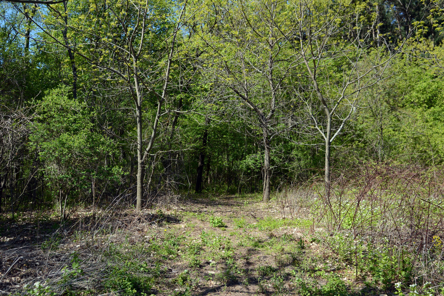 West Baraboo Village Forest